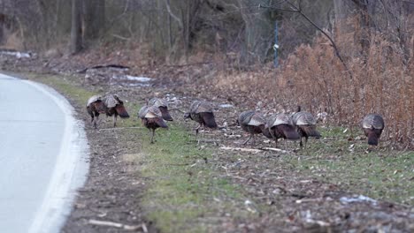 Plano-General-De-Pavos-En-Busca-De-Comida-Al-Costado-De-La-Carretera