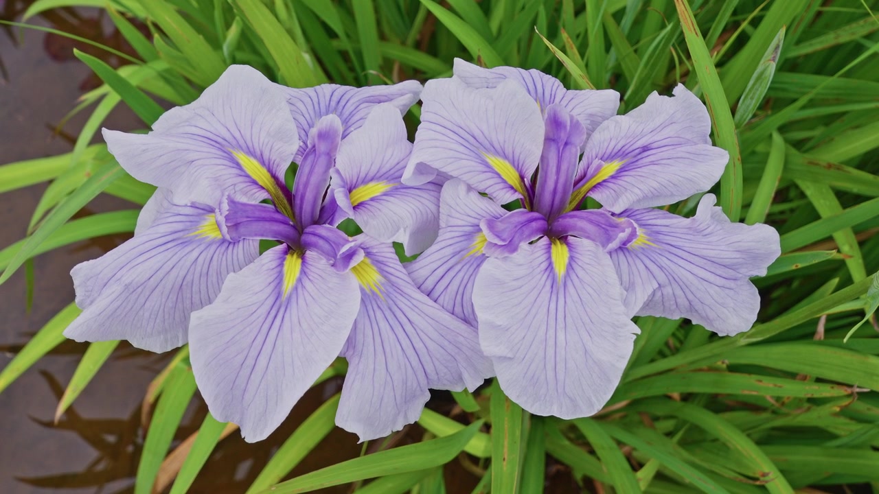 Tampilan makro dari atas menangkap urat ungu yang rumit dan tanda kuning keemasan pada kelopak iris lavender pucat, dibingkai oleh bilah hijau di atas air gelap