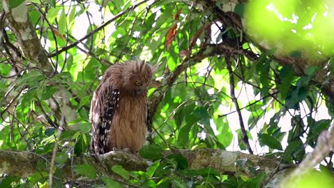 the buffy fish owl is a big owl and yet the smallest among the four fish owls