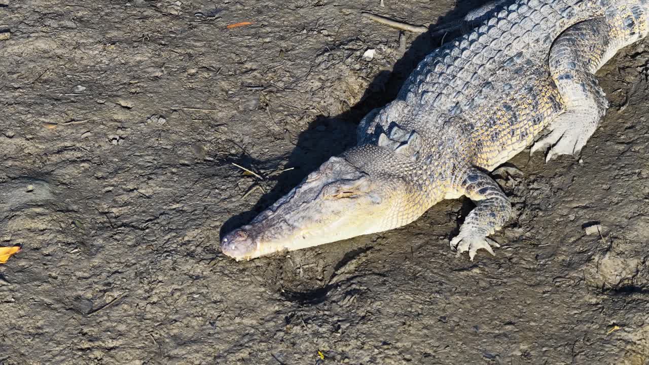 A saltwater crocodile lies motionless on a sunlit, muddy riverbank in Port Douglas, Australia, showcasing its textured scales