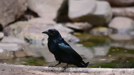 Der-Haarhauben-Drongo-Oder-Ist-In-Asien-Ein-Vogel-Aus-Der-Familie-Der-Dicruridae,-Der-Mit-Dicrurus-Bracteatus-Oder-Spangled-Drongo-Konspezifisch-War,-Bei-Dem-Es-Schwierig-Sein-Kann,-Ihn-Voneinander-Zu-Unterscheiden