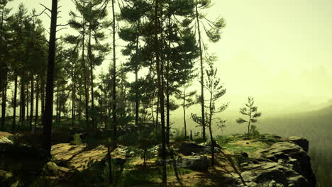 serene forest landscape bathed in soft golden light during sunrise