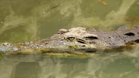 ojos de un cocodrilo alerta sobre un lago de agua dulce