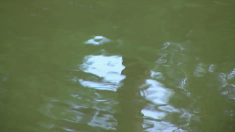 La-Luz-Brillante-Se-Refleja-En-El-Agua-Del-Estanque