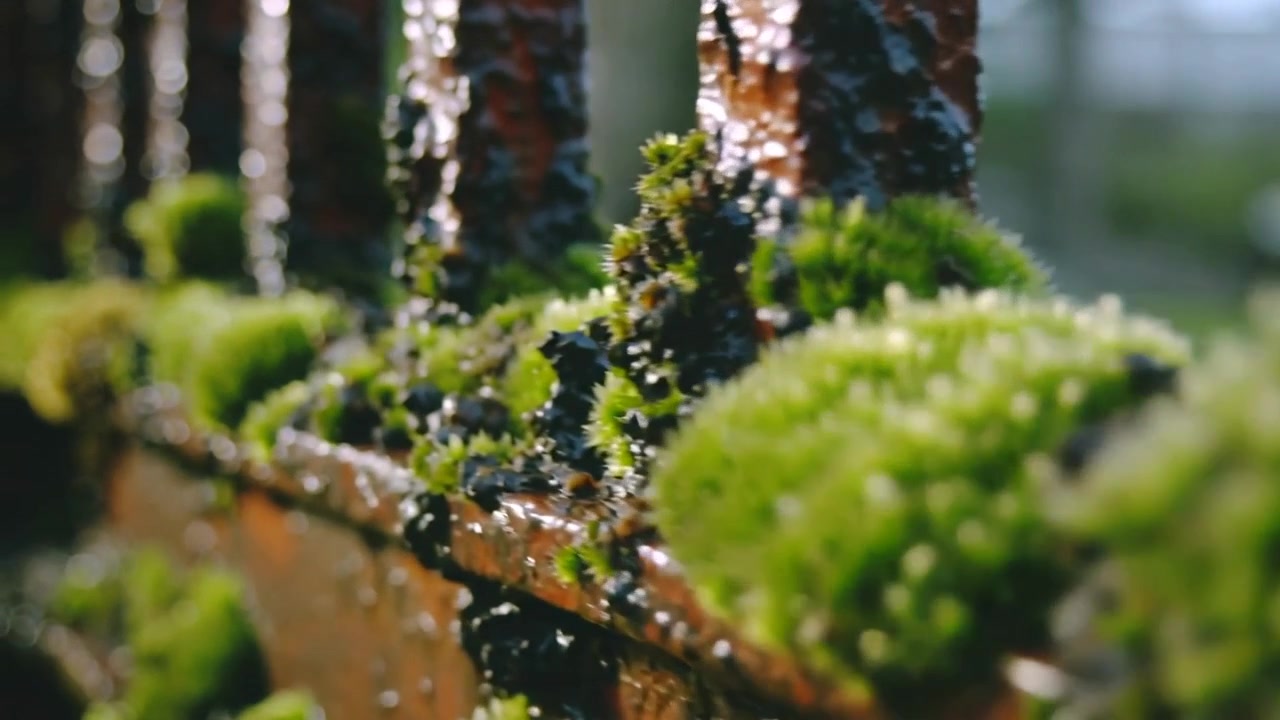 Telecamera che si sposta rivelando cuscini di muschio verde su una ringhiera arrugginita al parco, mettendo in evidenza goccioline d'acqua.
