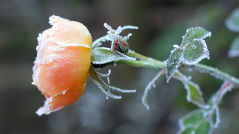 a peach coloured rose covered in ice crystals on a frosty morning in winter in and english garden