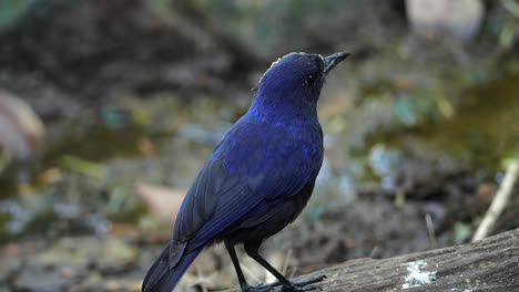un trucho silbante azul de java o el pájaro myophonus glaucinus está posado en un bosque