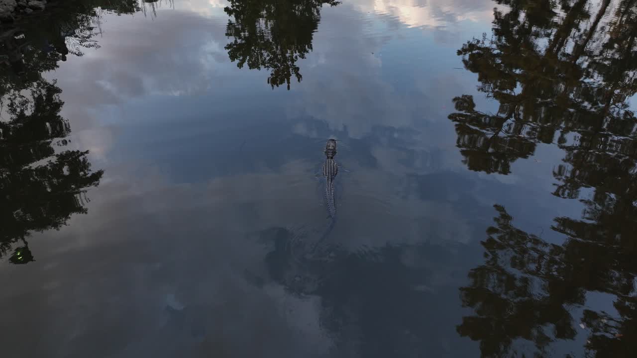 모바일 베이 습지 근처 악어의 공중 보기