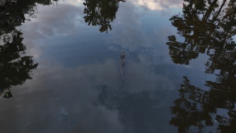 모바일 베이 습지 근처 악어의 공중 보기