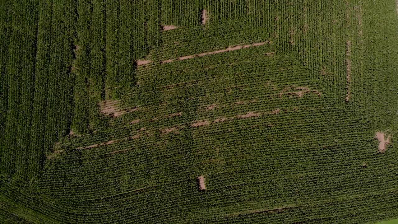Aerial view of country road with cars commuting with cornfields and trees surrounding on a nice sunny day