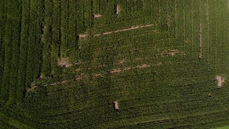 vista aérea de la carretera rural con camiones que viajan con maizales y árboles que rodean un agradable día soleado