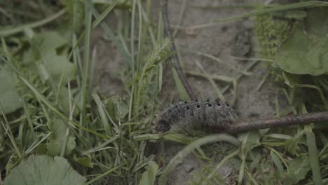 Oruga-De-Polilla-Gitana-Arrastrándose-En-Hierba-Y-Hojas,-Cierre-De-Mano