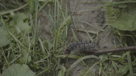oruga de polilla gitana arrastrándose en hierba y hojas, cierre de mano