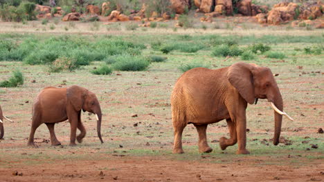 Elephant-calves-walk-through-frame-with-adult-elephants