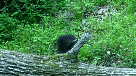 beaver cleans itself, turned around using paws on river bank