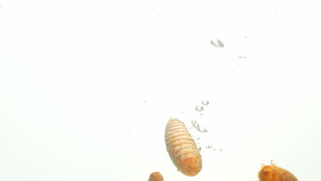 sabrosa cúrcuma flotando en agua con burbujas de aire, vista de cerca