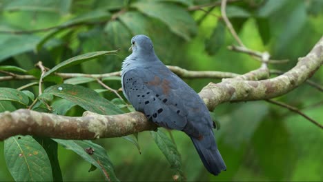 varón tímido paloma de tierra azul en polvo, claravis pretiosa posado en la rama de un árbol, escondido en el follaje, preguntándose por el entorno, tiro de cerca