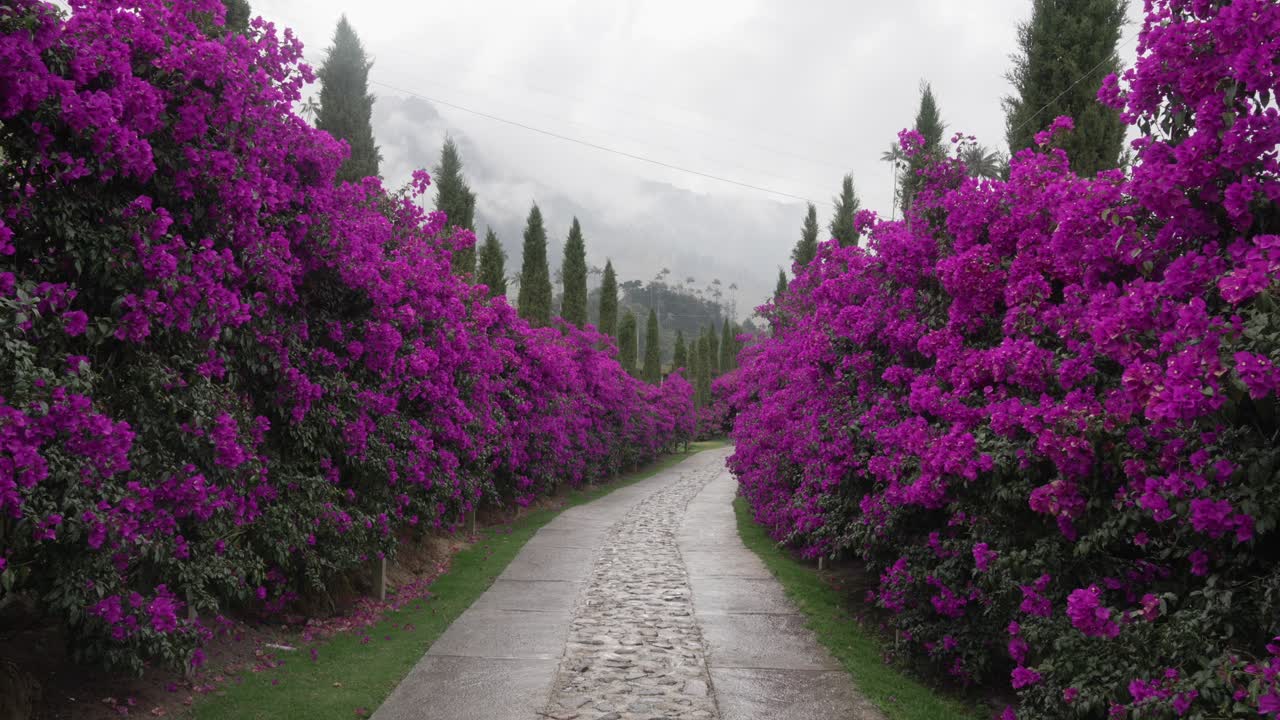 Vibrant hedge of bougainvillea plants purple bloom pathway Cocora Valley Colombia