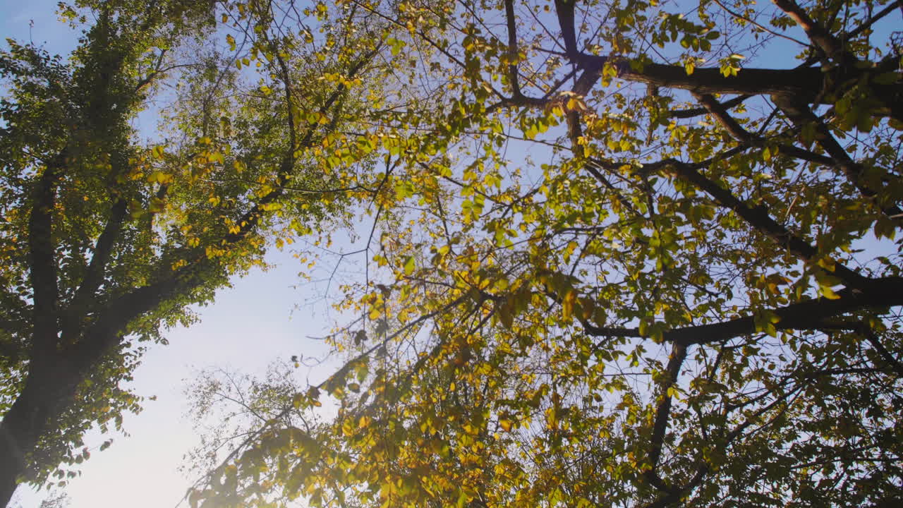 árboles a lo largo de la pasarela en eastern parkway en brooklyn
