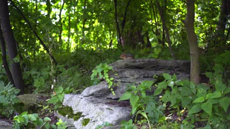 Ardilla-Listada-Sobre-Piedra-En-El-Bosque.-Roedor-Rayado-De-Ardilla-Familiar.-Animal-Salvaje