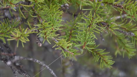 incline lentamente hacia arriba las agujas de pino jóvenes en el bosque nevado