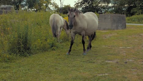Two-horses-walking-close-to-the-camera