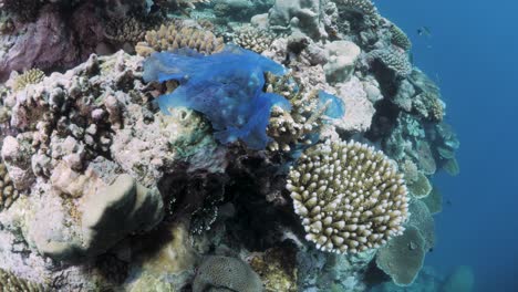 entangled ocean rubbish coverers part of a pristine underwater coral reef ecosystem