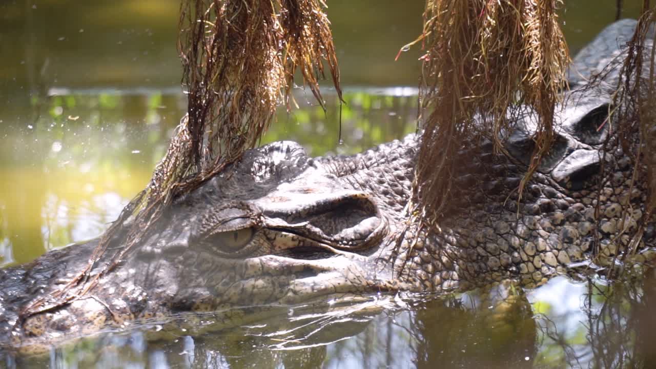 Alligator is still In Water watching