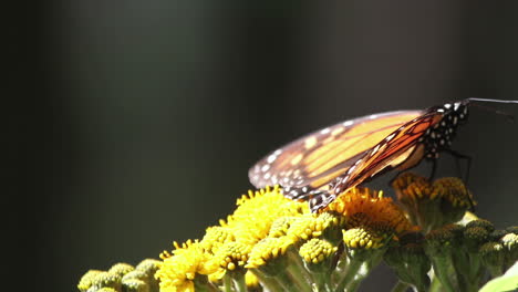 Monarchfalter-Im-Naturschutzgebiet-Mexiko