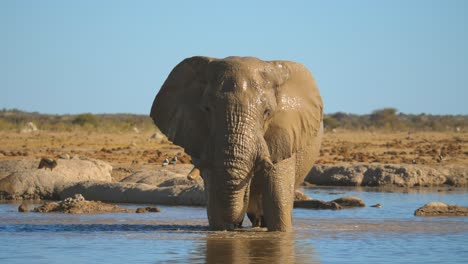 wet muddy african elephant standing in waterhole and enjoying the water