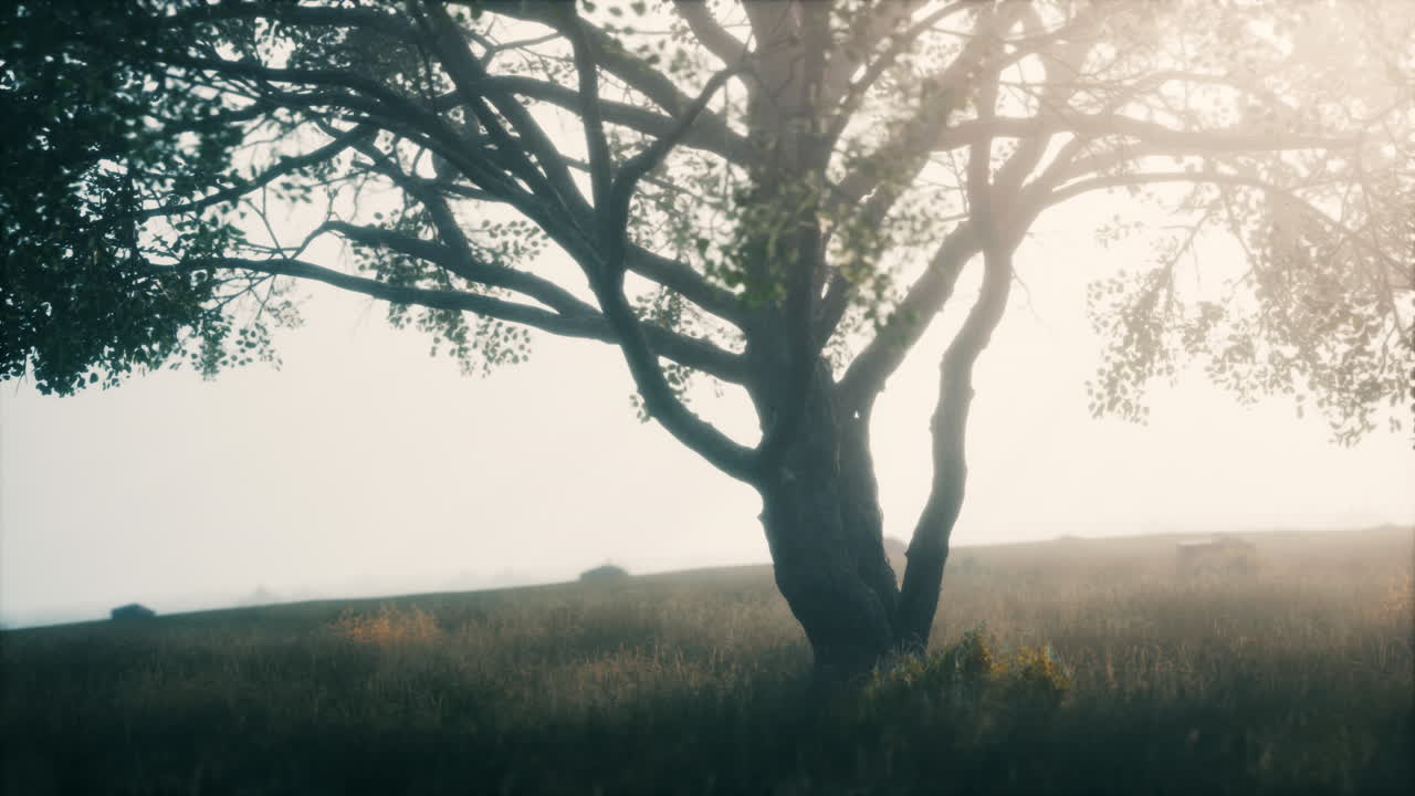 케냐 공원 사바나 단 하나의 나무와 함께 놀라운 풍경