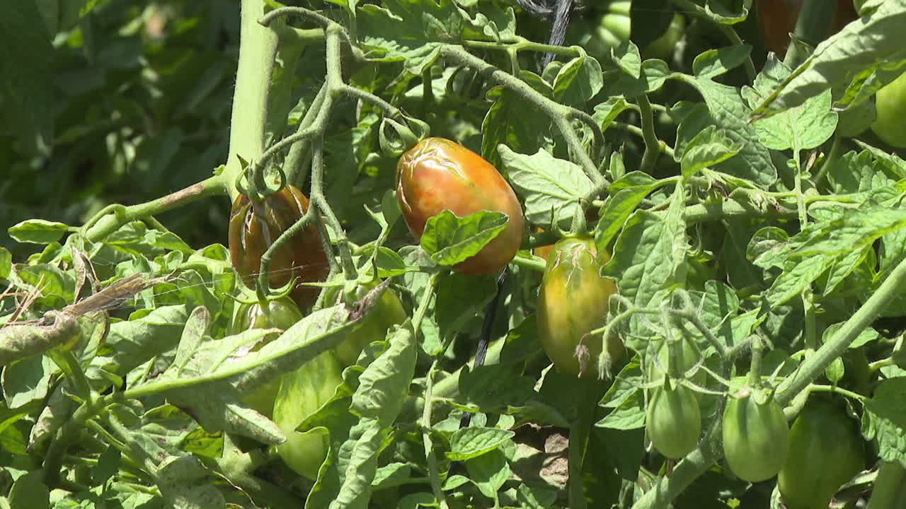 식물에서 자라는 토마토