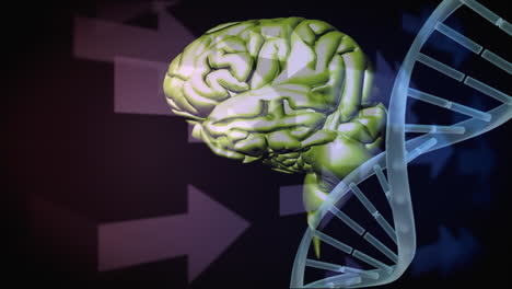 human brain and dna helix