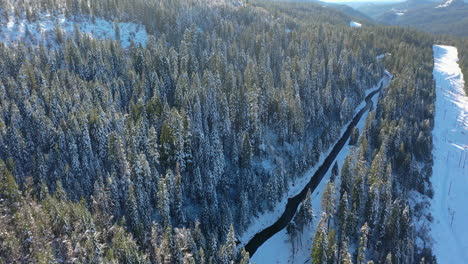 Vista-Aérea-Con-Vistas-A-Los-árboles-Nevados,-En-El-Bosque-Nacional-Tahoe,-Soleado-Ca,-Estados-Unidos