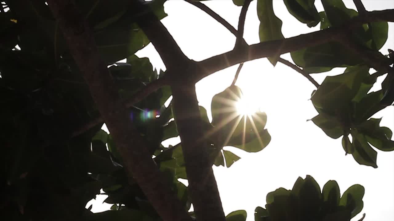 Tropical leaf with sunlight and lens flare