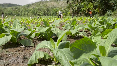 low-level shot of workers in a tobacco field