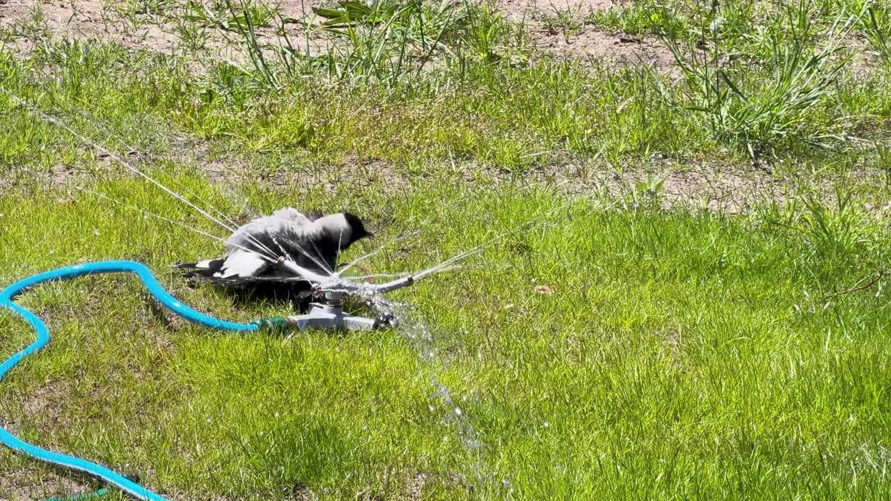 Adult Australian magpie energetically bathes and plays in rotating garden sprinkler on sunny lawn