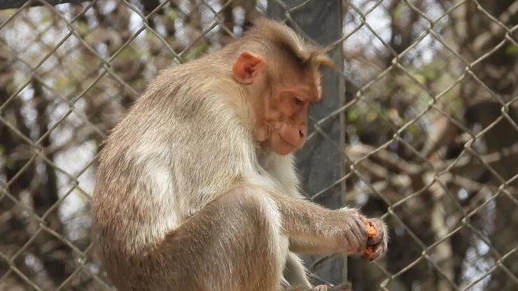 Monkey eating snack in the zoo