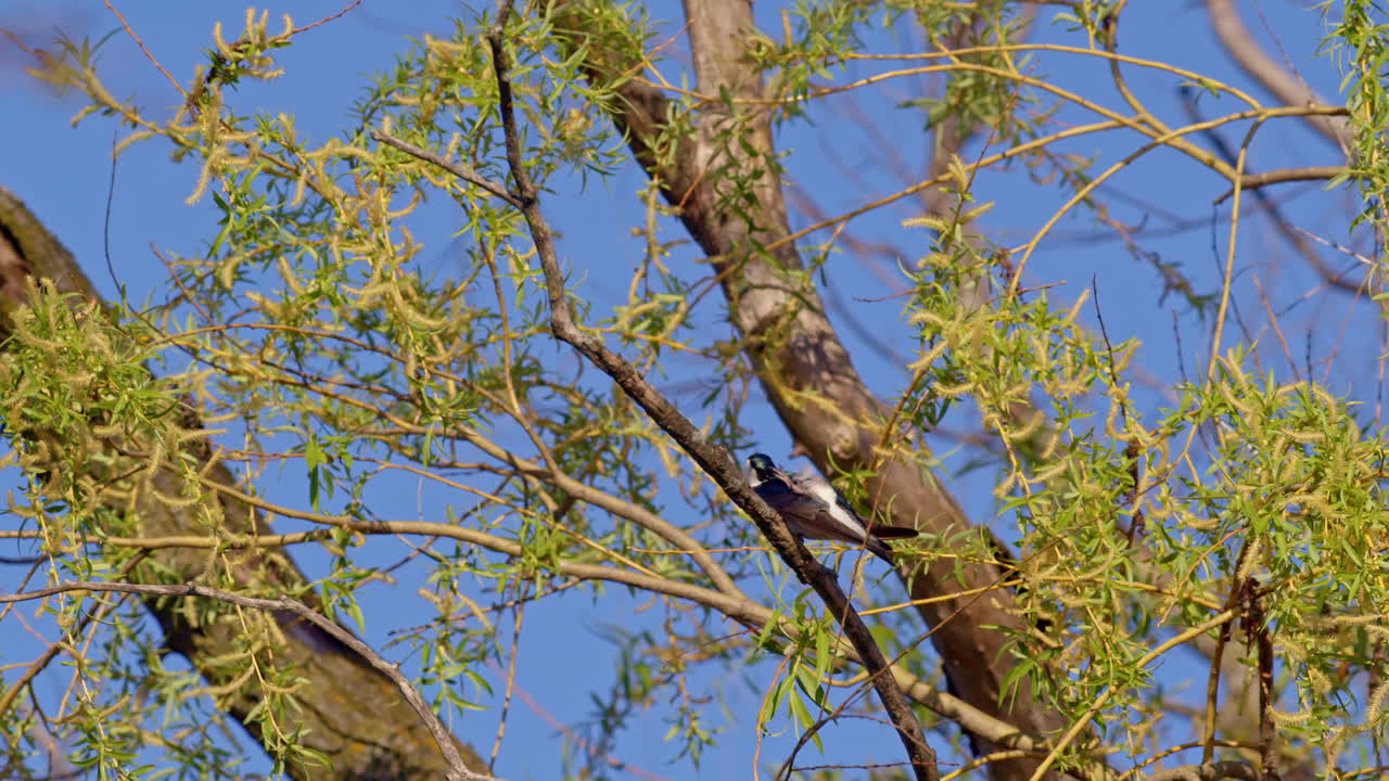 Purple martins in poetic slow motion flight over a serene spring backdrop.