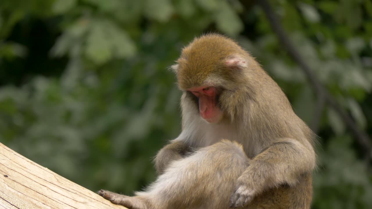 un joven macaco japonés limpiando su piel de parásitos