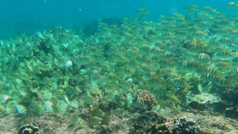 gran escuela de convictos tangs nadar a lo largo de arrecifes de coral hacia aguas profundas