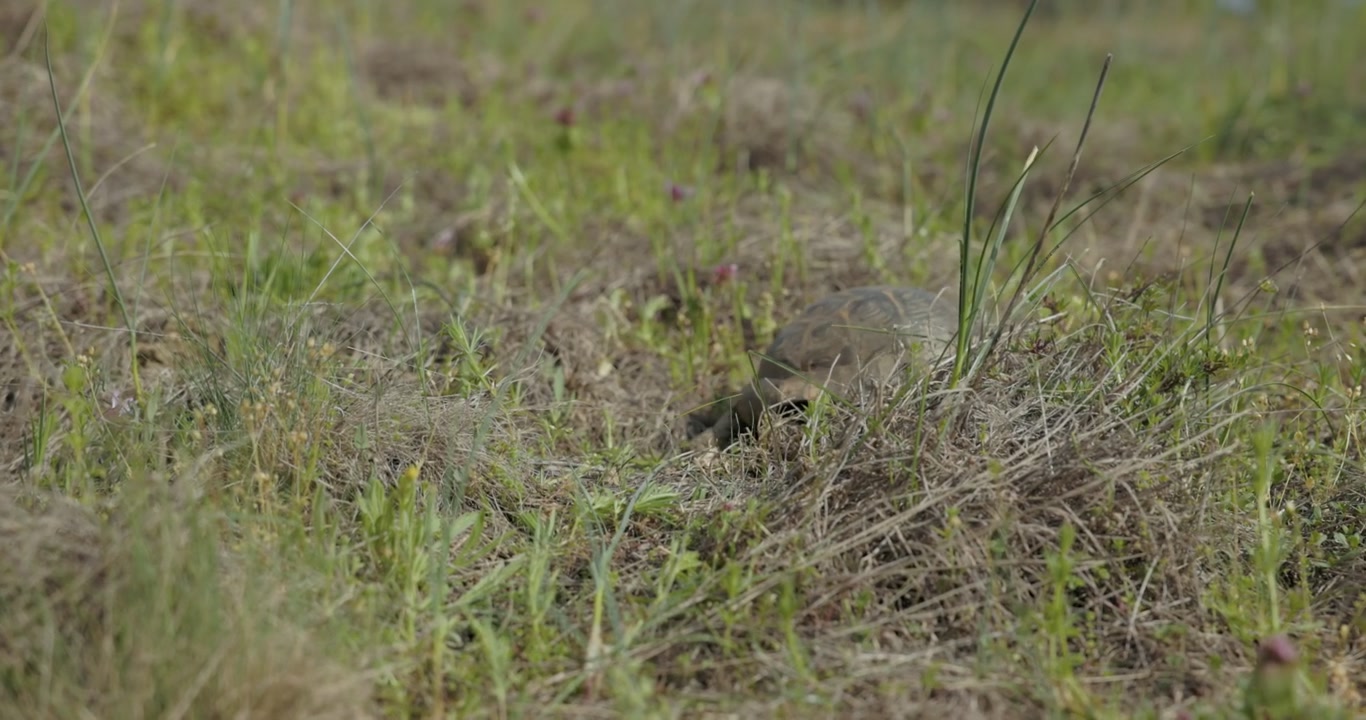 Spur-thighed Tortoise, Greek Tortoise (Testudo graeca) Crawling Over Grasses. Tracking Shot