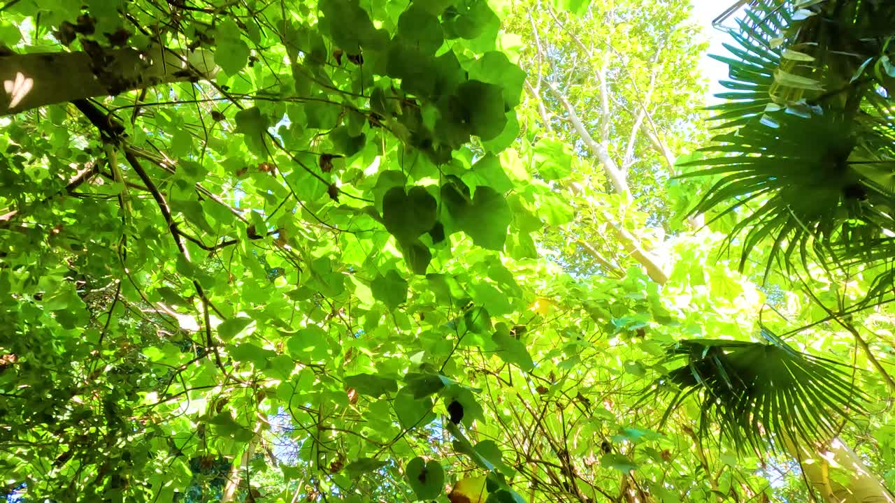 una vista serena de follaje verde vibrante y árboles altísimos bajo la brillante luz del sol, capturado en el zoológico de melbourne