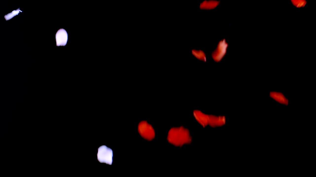 장미 꽃잎이 떨어지는 것