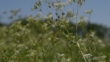 Feld-Mit-Blumen-Und-Sträuchern,-Die-Im-Sommersonnenschein-Im-Wind-Wehen