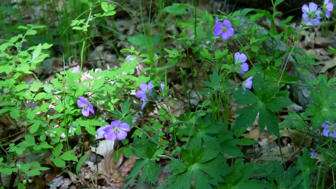 Vibrant purple wildflowers sway gently in a serene corner of Indiana Dunes National Park. Bathed in soft, natural light, the lush greenery and delicate petals create a tranquil scene