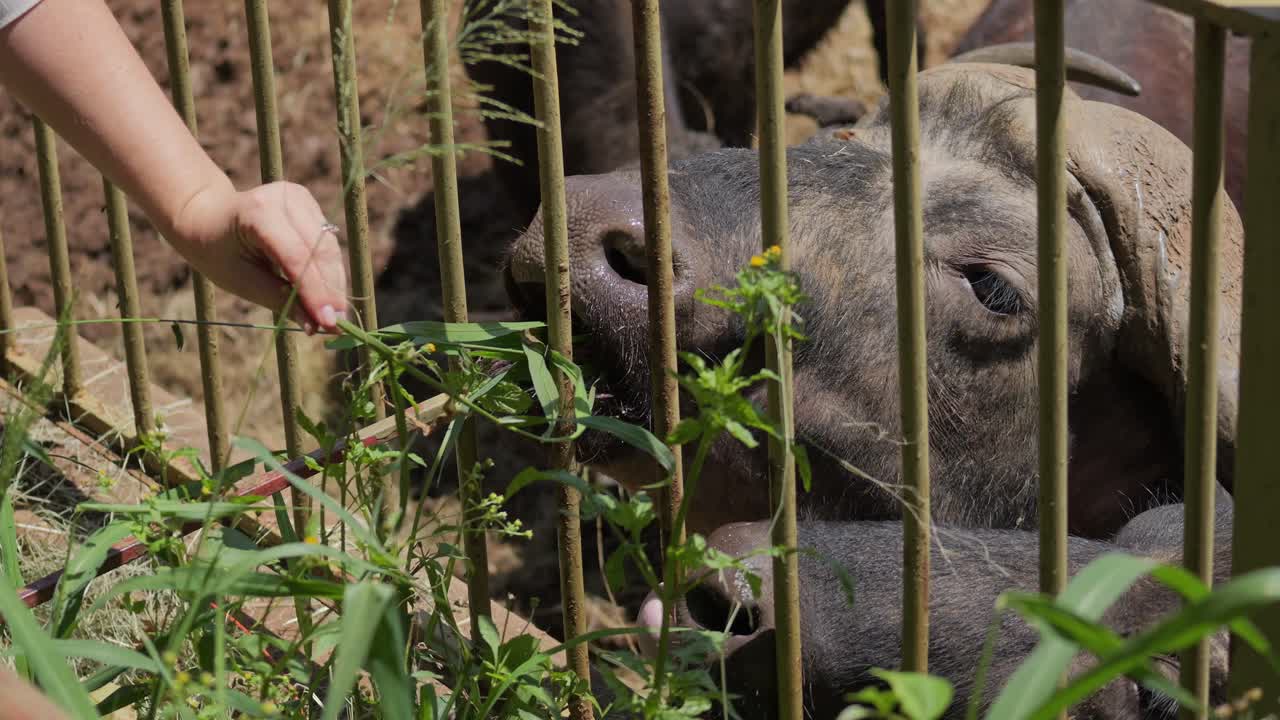 A person is hand feeding an African buffalo in an enclosure in Pretoria, South Africa