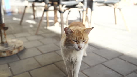 gatto randagio che sbadiglia alla macchina fotografica nella via di essaouira, marocco