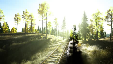 sunlight filters through trees along the abandoned railway in autumn landscape