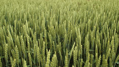 fresh green wheat stalks dance back and forth in wind, wide